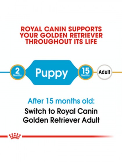 BHN GOLDEN RETRIEVER PUPPY 3K-49